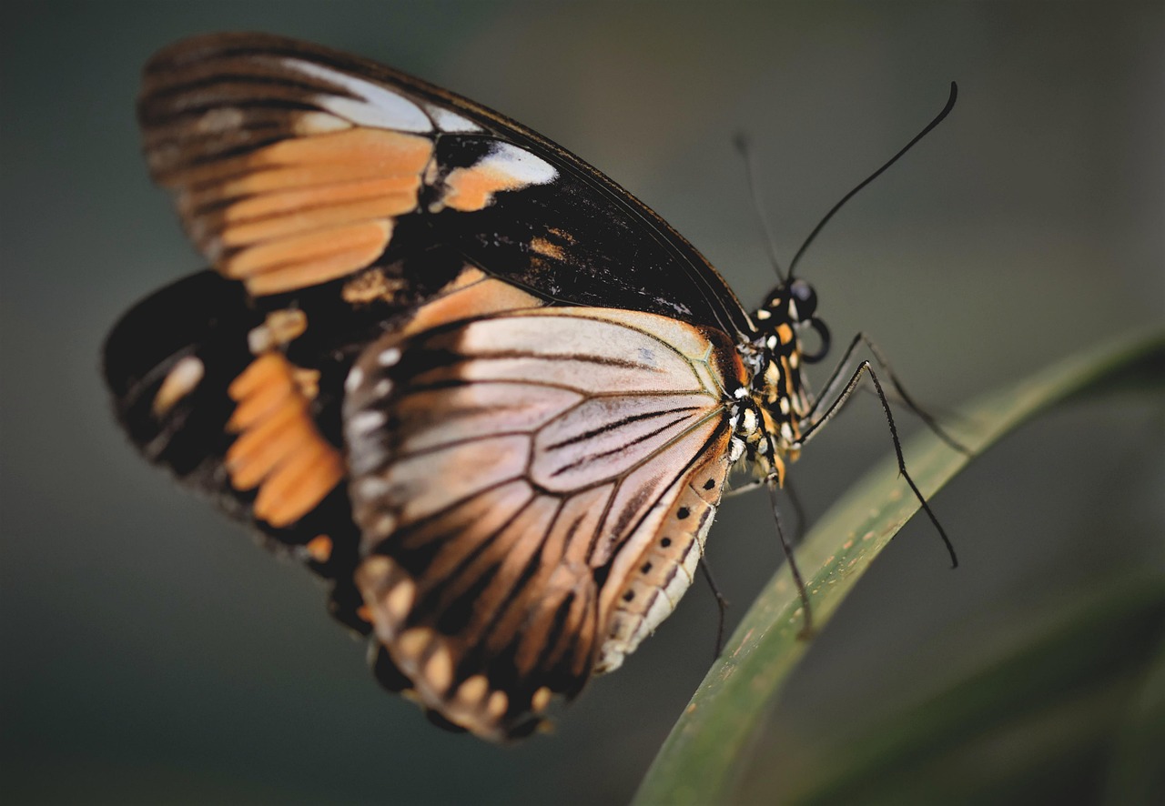 Borboleta preta dentro de casa: 5 significados surpreendentes
