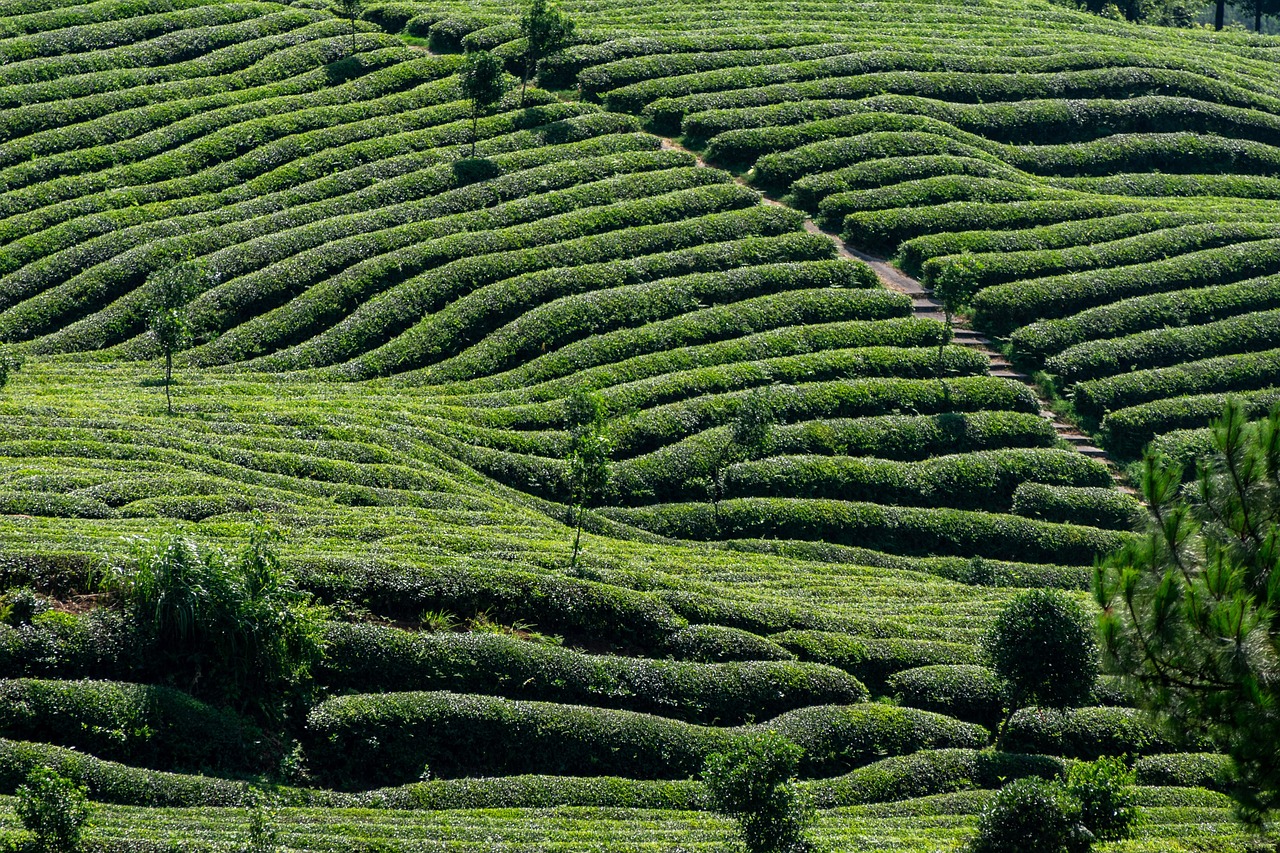 Chá mate tem cafeína? Tudo o que você precisa saber