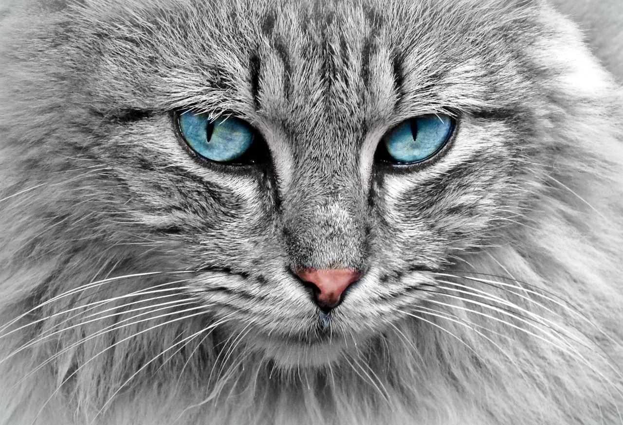 Gatos esquecem os donos? O que a ciência diz sobre isso