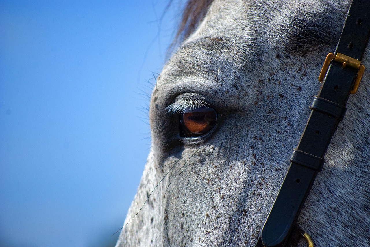 Nomes de cavalos bonitos: 10 ideias para batizar seu cavalo