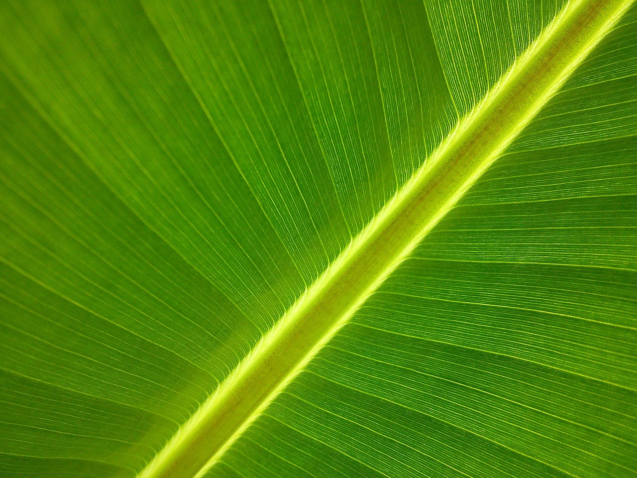 O que comer depois de vomitar? 7 alimentos que ajudam na recuperação