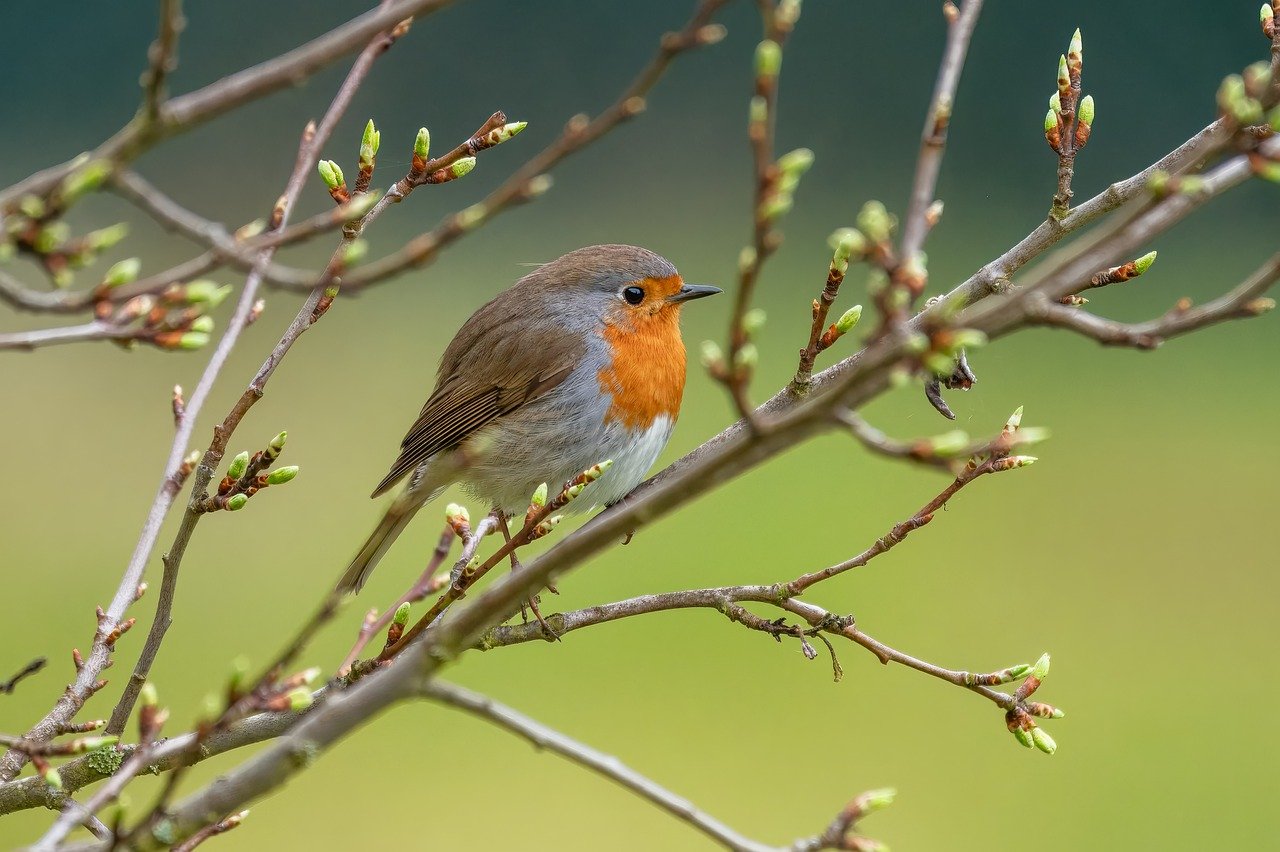 Rolinhas transmitem doenças? Mitos e verdades sobre essas aves