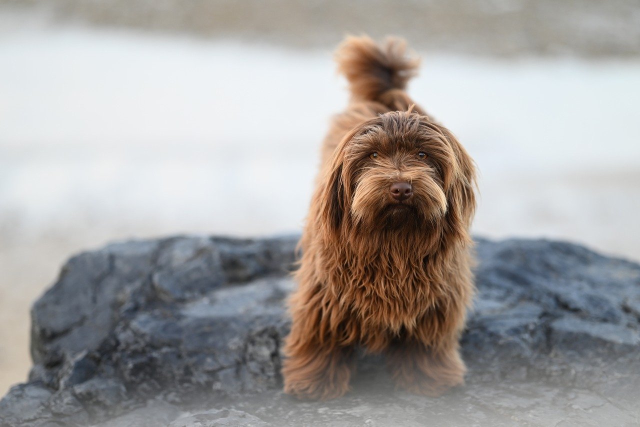 Sonhar com cão mordendo: O que esse sonho pode estar te dizendo