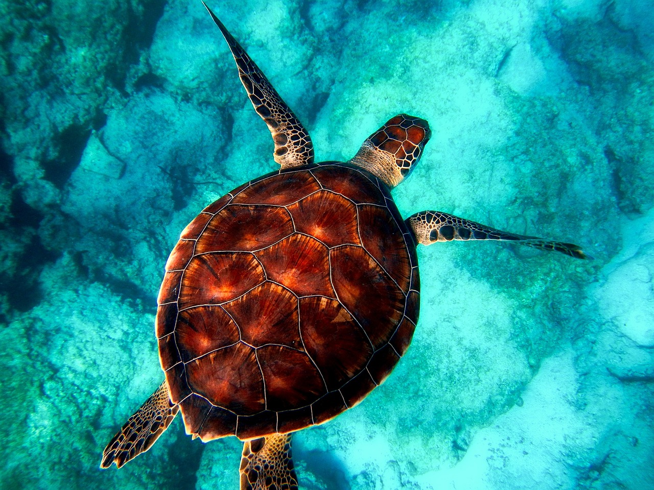 Sonhar com tartaruga: 5 significados para entender esse sonho