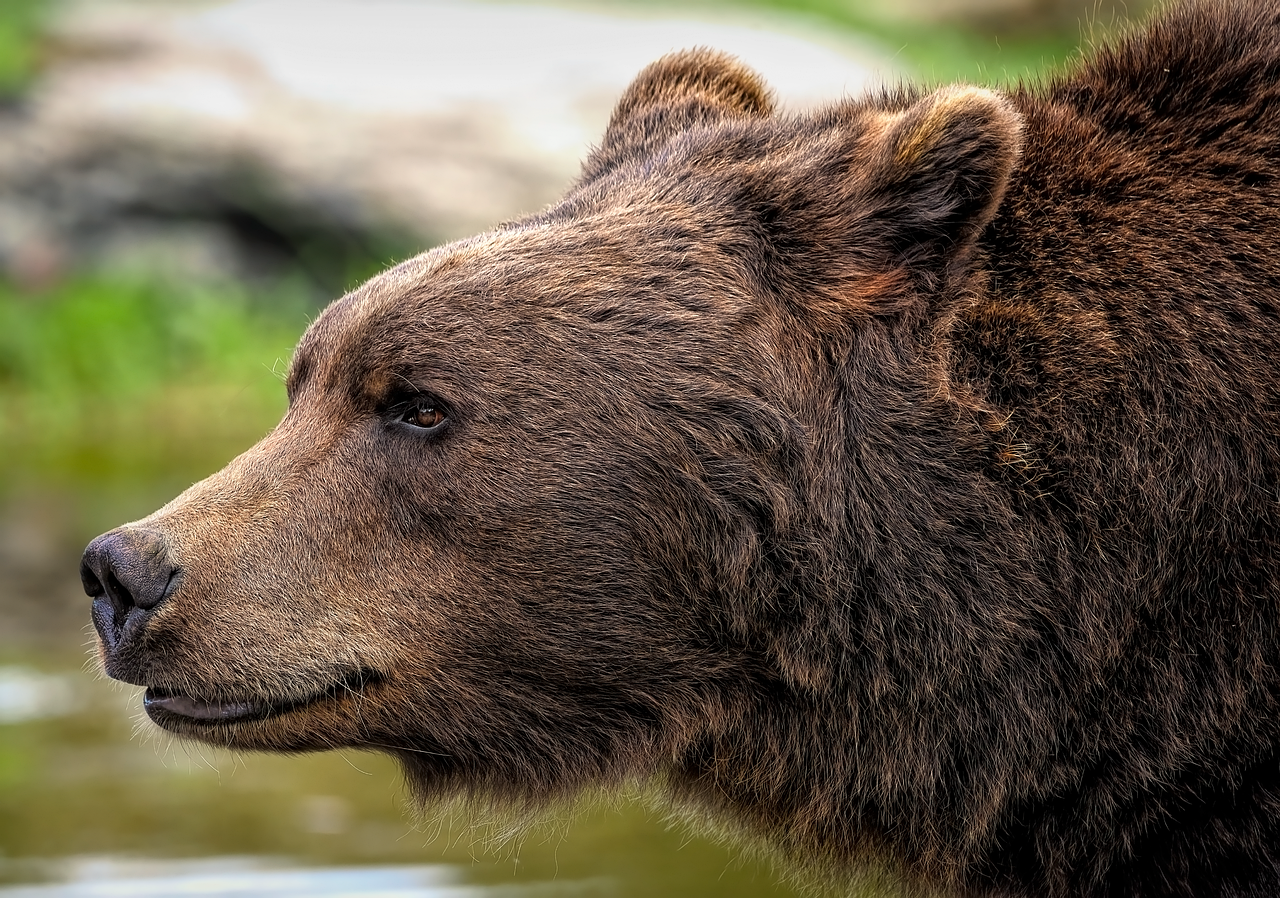Tamanho do urso polar: Fatos surpreendentes sobre esse gigante
