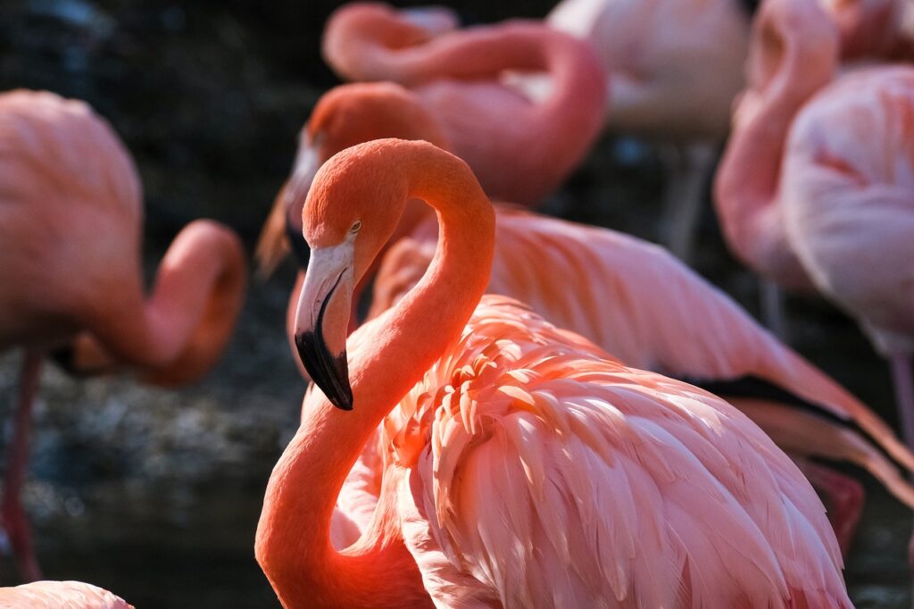 Rolinhas transmitem doenças? Mitos e verdades sobre essas aves