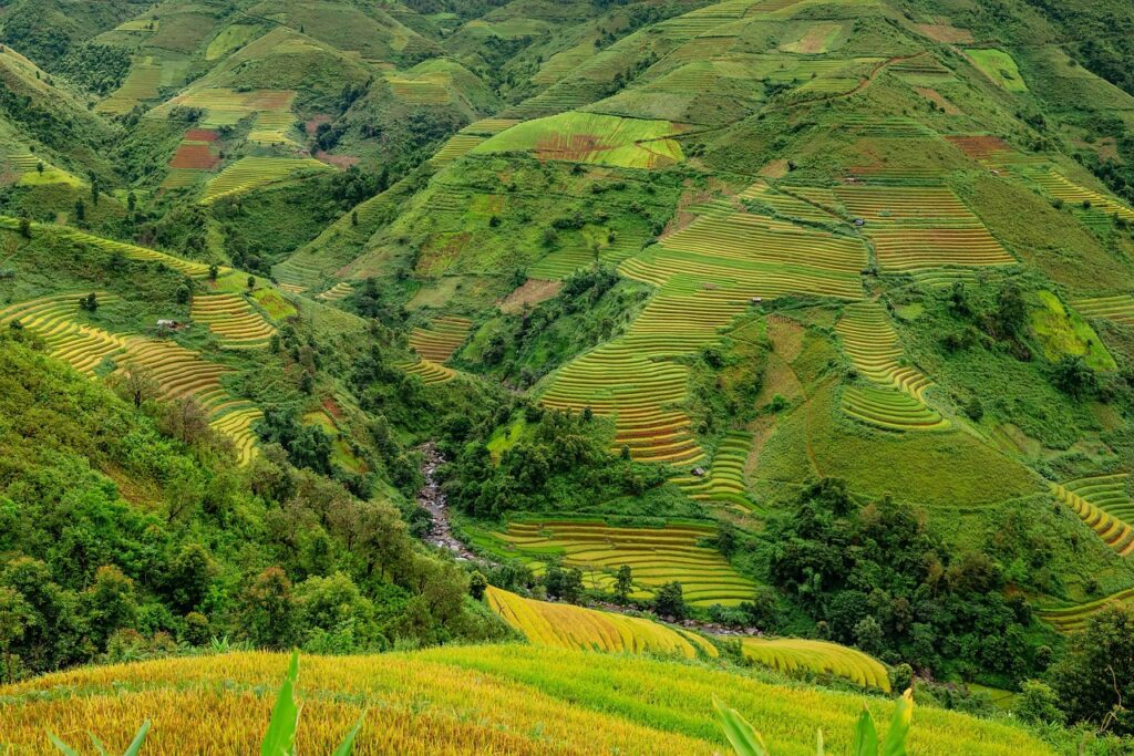 Faz mal comer arroz cru? Riscos que você precisa conhecer