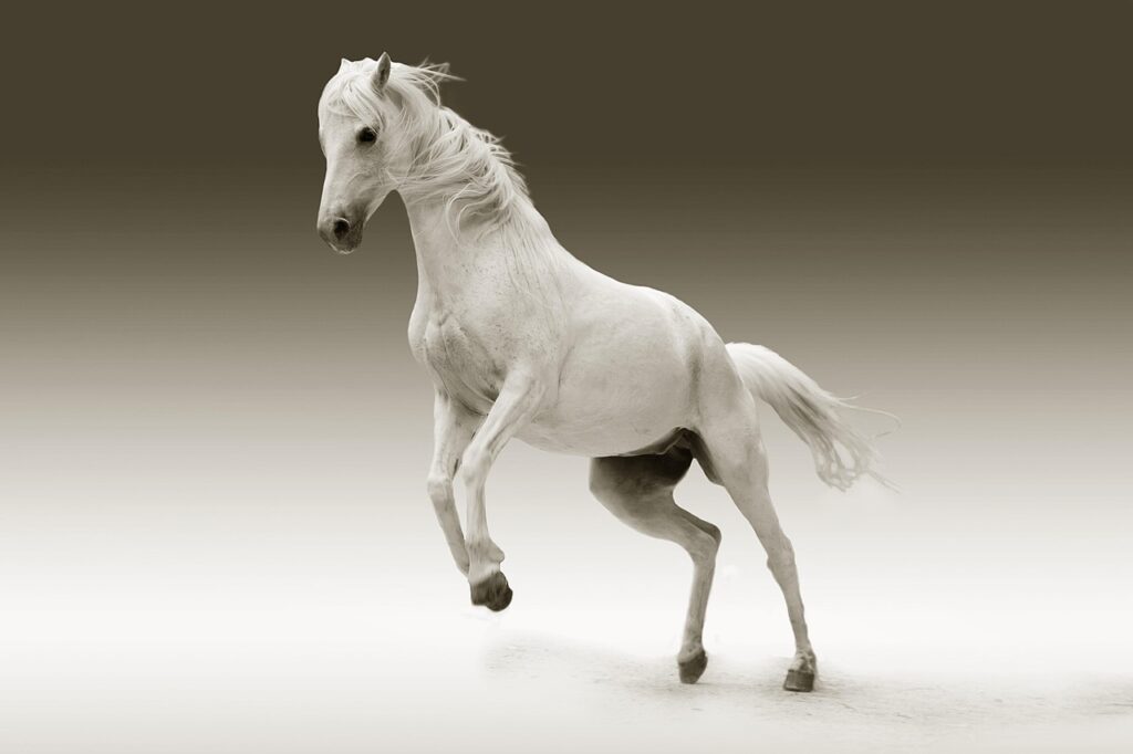 Nomes de cavalos bonitos: 10 ideias para batizar seu cavalo