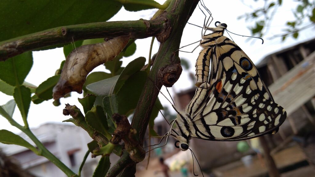 Borboleta preta dentro de casa: 5 significados surpreendentes