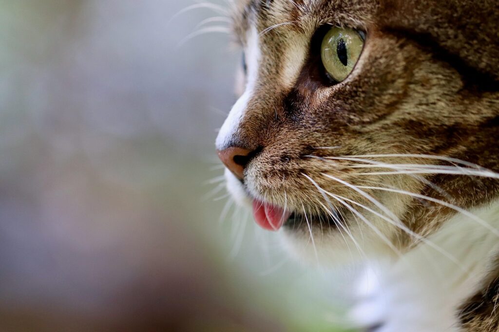 Gatos esquecem os donos? O que a ciência diz sobre isso