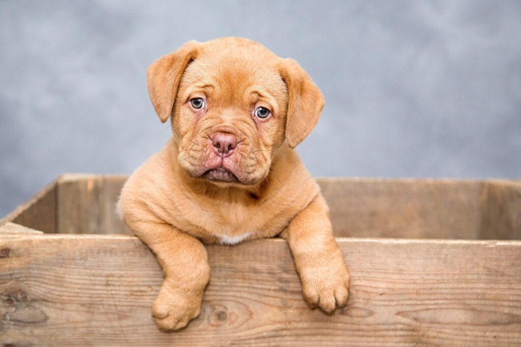 Sonhar com cão mordendo: O que esse sonho pode estar te dizendo