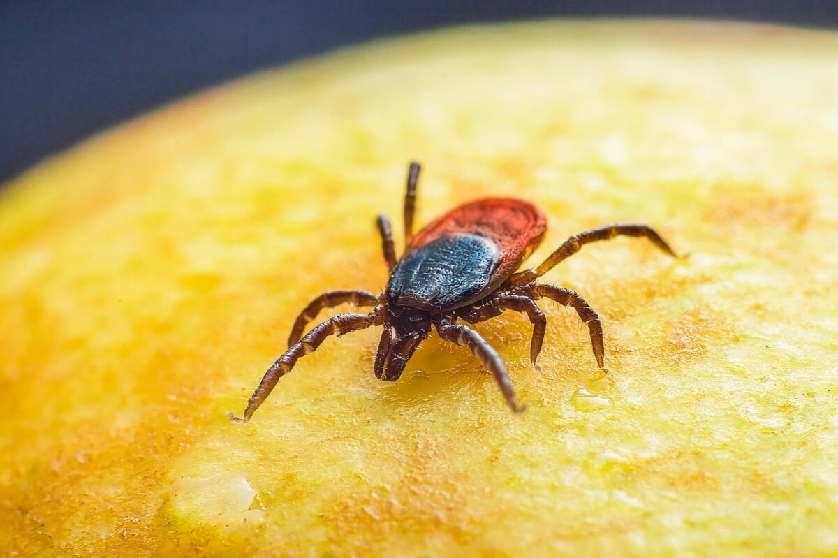 Sonhar com carrapato: 5 significados que vão te surpreender